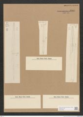 Diatomeae indet. Zeichnungen Sammlung Grunow Nr. 4404 (NHMW-BOT-W0372566)